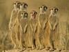 Meerkat Concert
